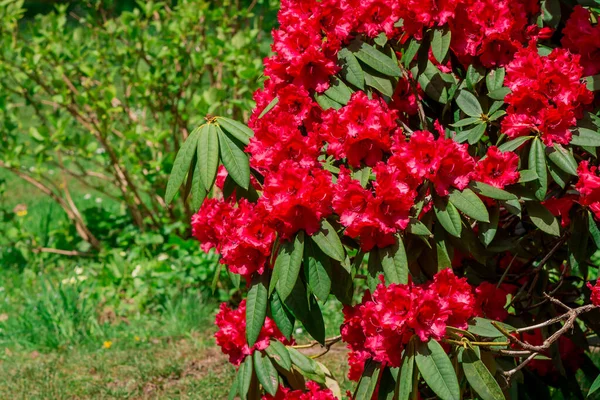 Lähikuva Rododendron Kukkia Puistossa — kuvapankkivalokuva