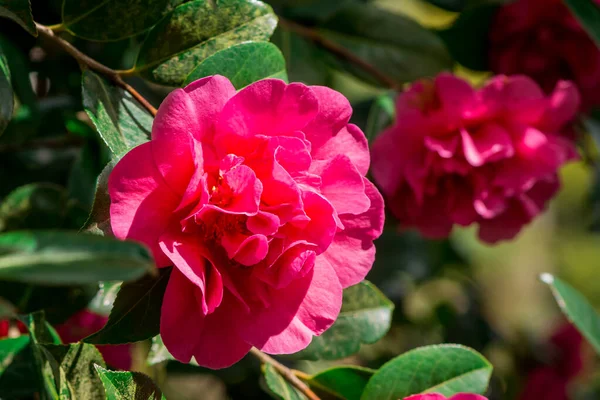 Detailní Záběr Rododendronových Květin Parku — Stock fotografie