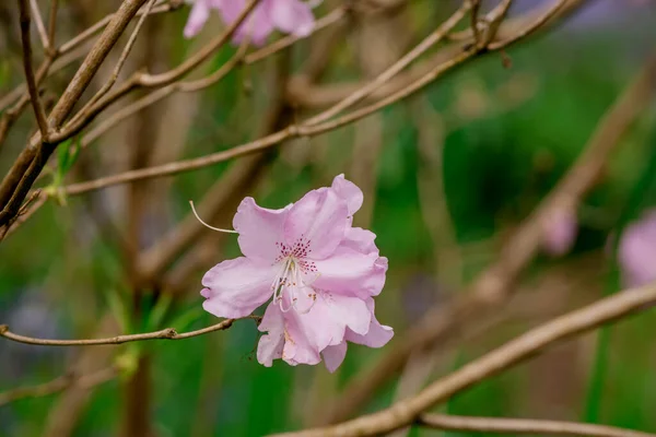 Närbild Rhododendron Blommor Parken — Stockfoto