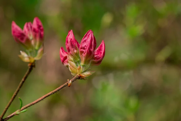 Primer Plano Las Flores Rododendro Parque — Foto de Stock