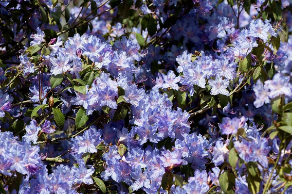 Closeup Rhododendron Flowers Park — Stock Photo, Image
