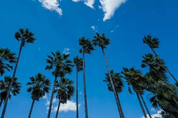 Palmy Kokosowe Parku Turcja — Zdjęcie stockowe