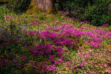 Cyclamen orman zemininde doğal olarak çiçek yetiştirir.