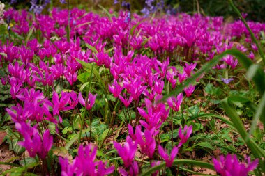 Cyclamen orman zemininde doğal olarak çiçek yetiştirir.