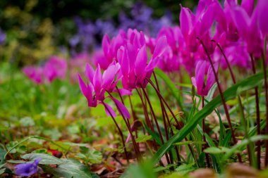 Cyclamen orman zemininde doğal olarak çiçek yetiştirir.