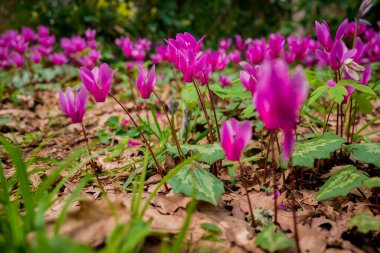 Cyclamen orman zemininde doğal olarak çiçek yetiştirir.