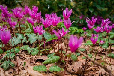 Cyclamen orman zemininde doğal olarak çiçek yetiştirir.