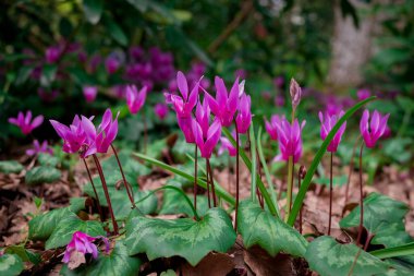 Cyclamen orman zemininde doğal olarak çiçek yetiştirir.