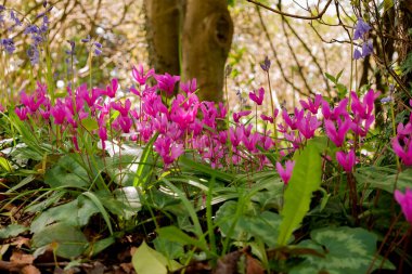 Cyclamen orman zemininde doğal olarak çiçek yetiştirir. 