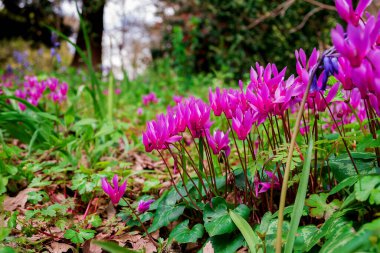 Cyclamen orman zemininde doğal olarak çiçek yetiştirir.