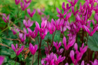 Cyclamen orman zemininde doğal olarak çiçek yetiştirir.