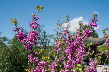 Kırmızı tomurcuk ağacı ayrıntıları. Dalda tomurcuklar ve çiçekler 