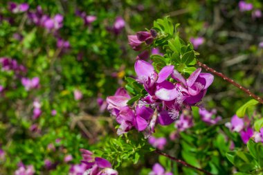 Kırmızı tomurcuk ağacı ayrıntıları. Dalda tomurcuklar ve çiçekler 