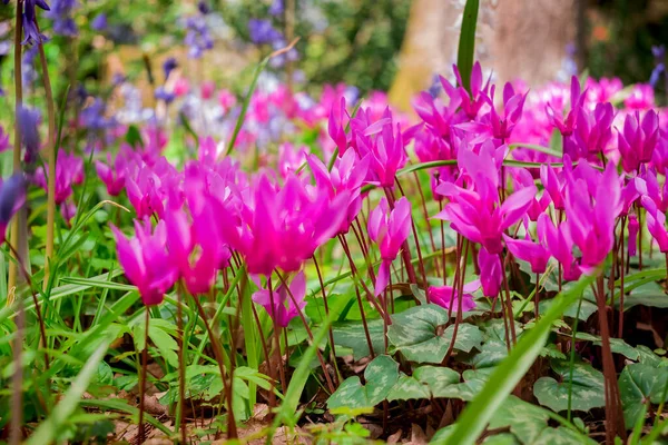 Cyclamen Coum Blüht Natürlich Auf Dem Waldboden — Stockfoto