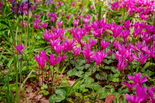 Ciclamen Coum Flores Naturais Chão Floresta — Fotografia de Stock