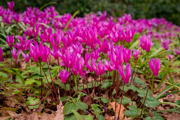 Ciclamen Coum Flores Naturais Chão Floresta — Fotografia de Stock