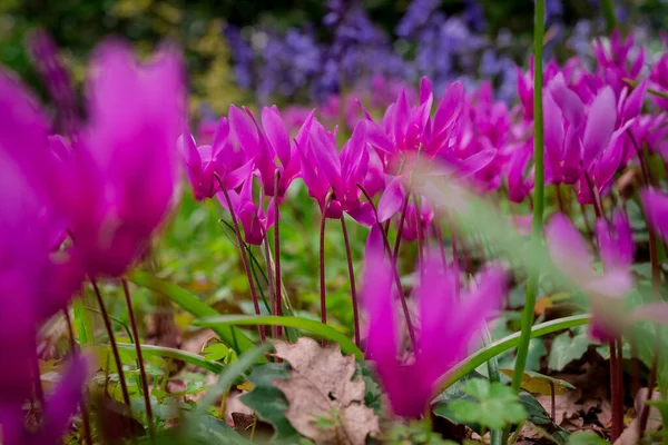 Ciklámen Coum Virágok Természetes Erdő Padlóján — Stock Fotó