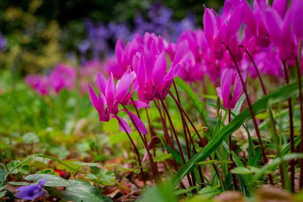 Cyclamen Coum Λουλούδια Φυσικά Στο Πάτωμα Του Δάσους — Φωτογραφία Αρχείου