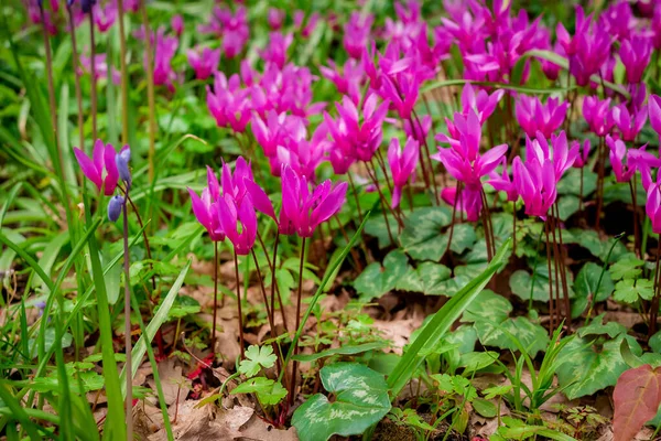 森の床に自生するシクラメンのカム花 — ストック写真