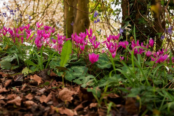 Cyclamen Coum Flowers Natural Forest Floor — Stock Photo, Image