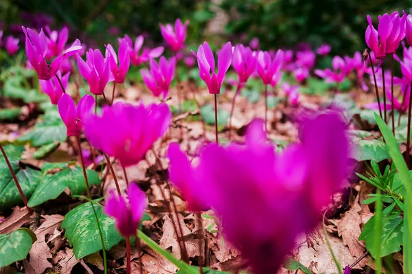 Cyclamen Coum Kwiaty Naturalne Podłodze Lasu — Zdjęcie stockowe