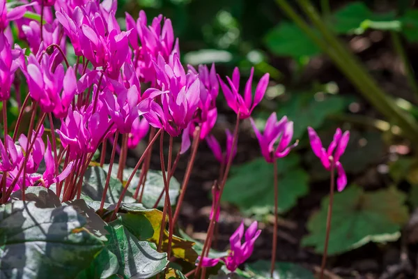 Cyclamen Coum Flores Naturales Suelo Del Bosque — Foto de Stock