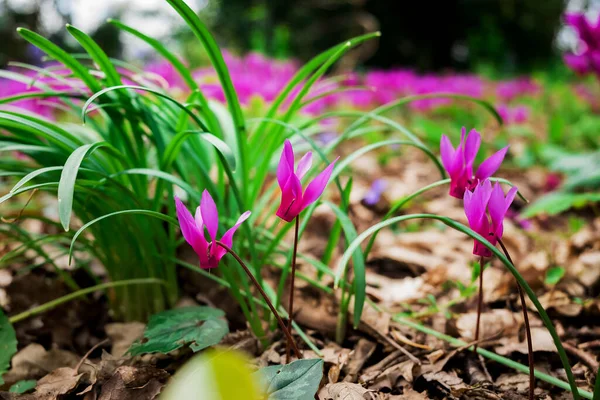 Cyclamen Coum Fleurs Naturelles Sur Sol Forestier — Photo