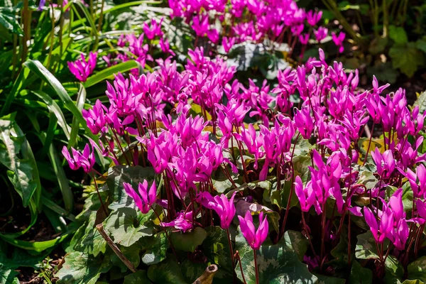 Cyclamen Coum Květiny Přírodní Lesní Dno — Stock fotografie