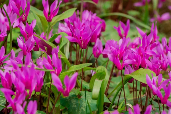 Cyclamen Coum Květiny Přírodní Lesní Dno — Stock fotografie