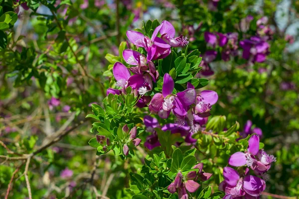 stock image Detail of redbud tree. Buds and flowers on branch 