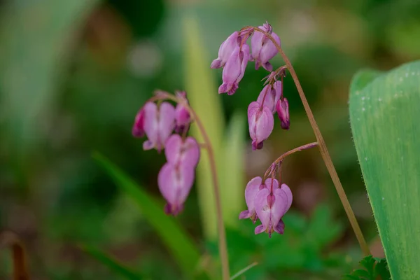 Virágok Tüdőgyulladásban Erdőben Fényképezett Közelkép — Stock Fotó