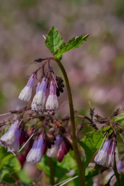 Kwiaty Pulmonarii Lesie Fotografowane Zbliżenie — Zdjęcie stockowe