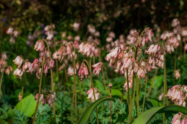 Virágok Tüdőgyulladásban Erdőben Fényképezett Közelkép — Stock Fotó