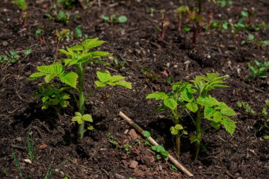 Bahçede genç bir ahududu bitki açılış
