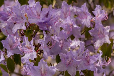 Açık pembe rhododendron fırçası.