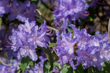 Açık pembe rhododendron fırçası.