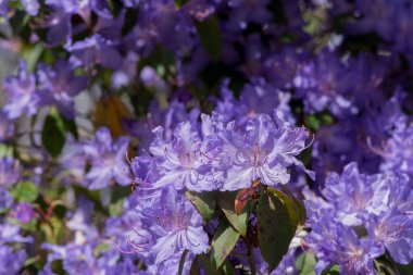 Açık pembe rhododendron fırçası.