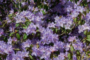 Açık pembe rhododendron fırçası.