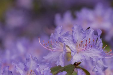 Açık pembe rhododendron fırçası.