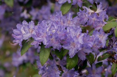 Açık pembe rhododendron fırçası.