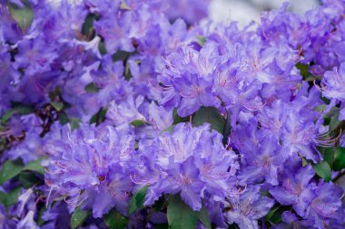 Açık pembe rhododendron fırçası.