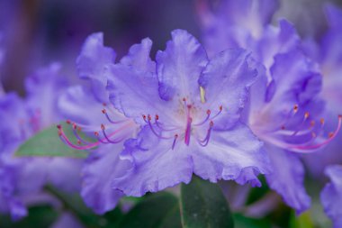 Açık pembe rhododendron fırçası.