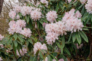 Açık pembe rhododendron fırçası.