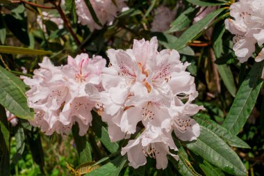 Açık pembe rhododendron fırçası.