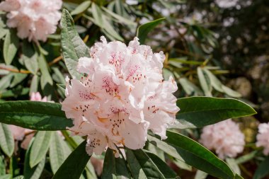 Açık pembe rhododendron fırçası.