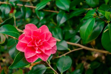 Açık pembe rhododendron fırçası.