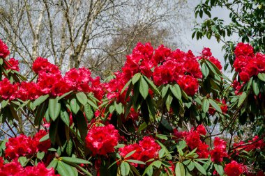 Açık pembe rhododendron fırçası.
