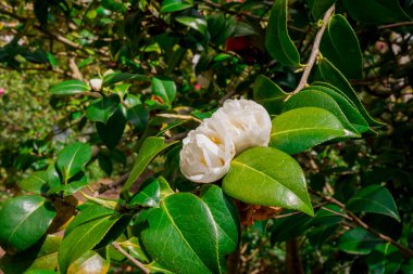 Açık pembe rhododendron fırçası.