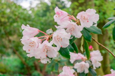 Açık pembe rhododendron fırçası.
