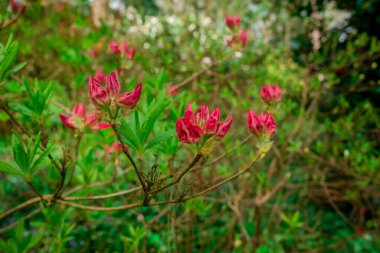 Açık pembe rhododendron fırçası.